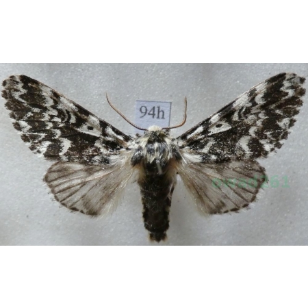 Panthea coenobita (Esper, 1785) male Światowidka samotnica Czech94h